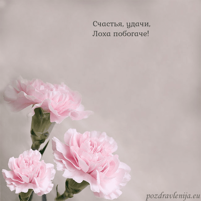 Открытка с розовыми гвоздиками