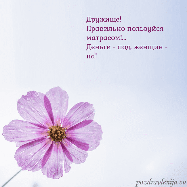 Электронная открытка с фиолетовым цветком