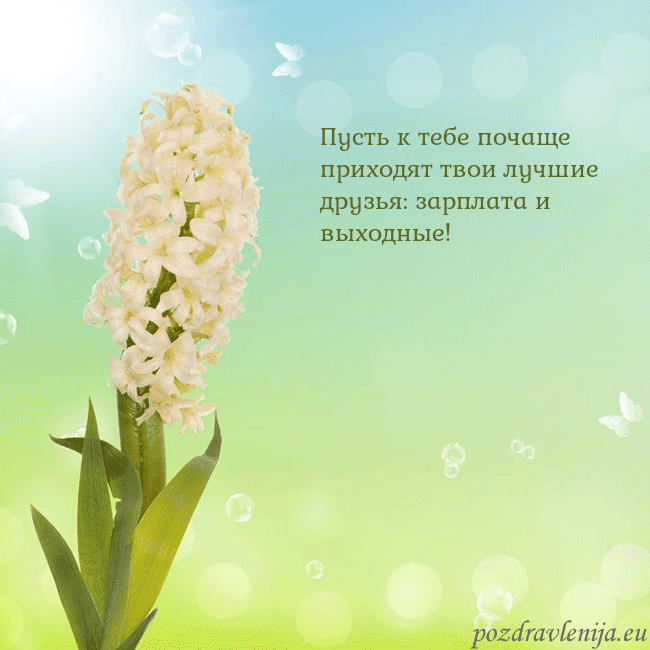 Открытка с гиацинтом