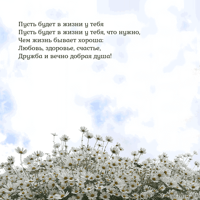 Открытка с ромашками