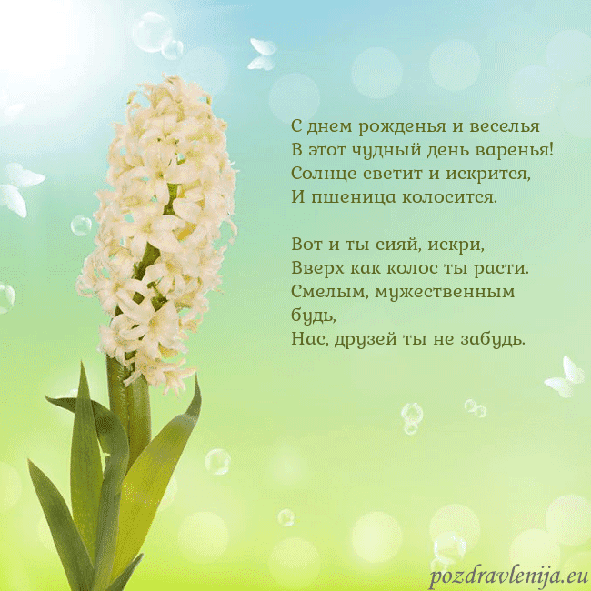 Открытка с гиацинтом