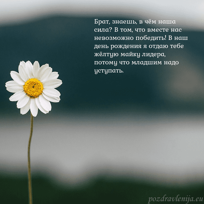 Электронная открытка с ромашкой