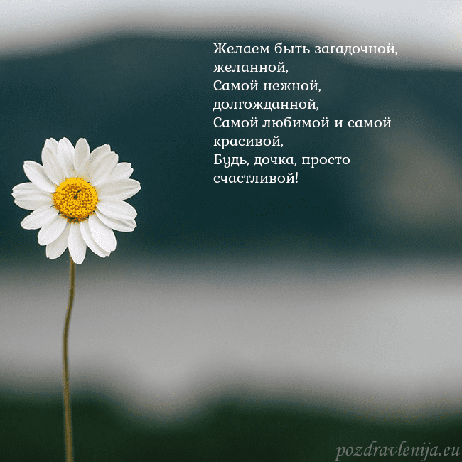 Электронная открытка с ромашкой