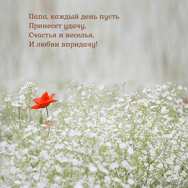 Электронная открытка с белыми цветами