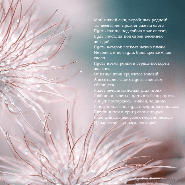 Открытка с пушистыми растениями Мой милый сын, воробушек родной!
Ты десять лет про Открытка с пушистыми растениями