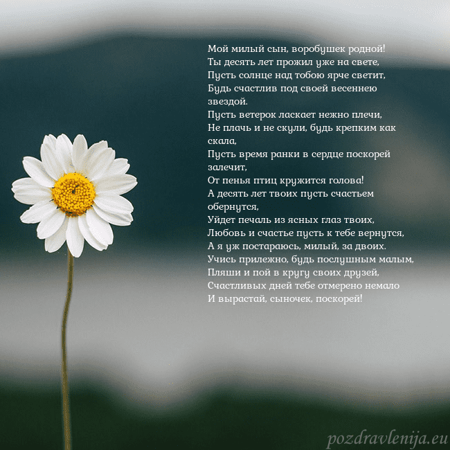 Электронная открытка с ромашкой Мой милый сын, воробушек родной!
Ты десять лет про Электронная открытка с ромашкой