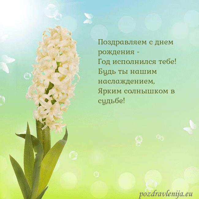 Открытка с гиацинтом