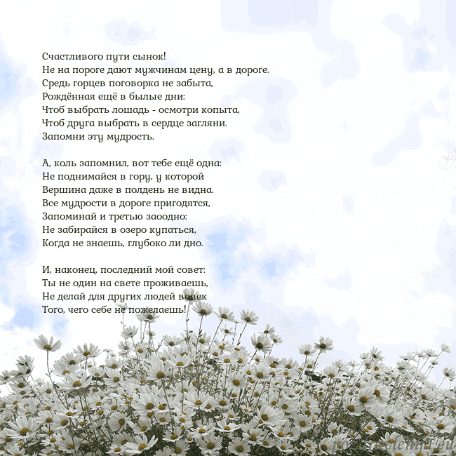 Открытка с ромашками