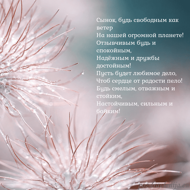 Открытка с пушистыми растениями