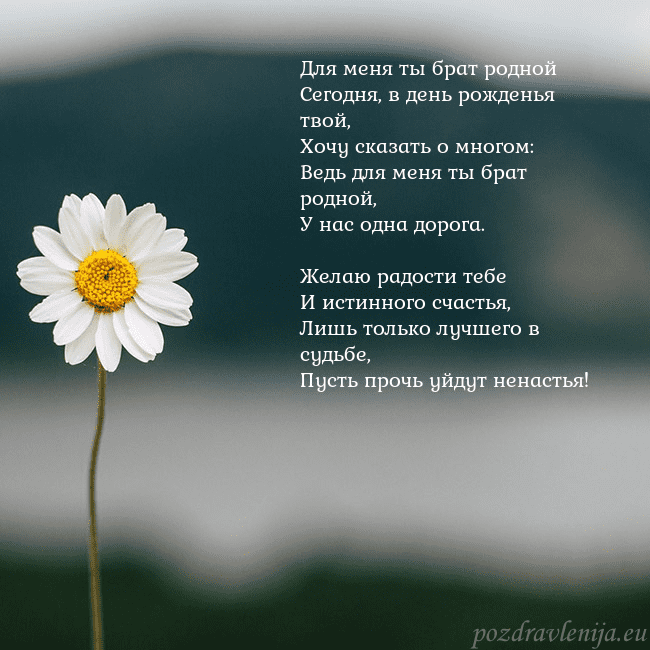 Электронная открытка с ромашкой