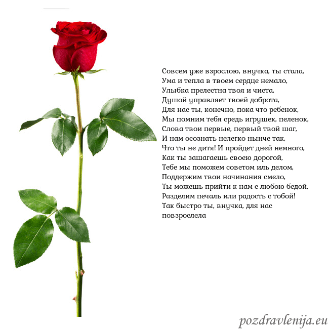 Открытка с красной розой Совсем уже взрослою, внучка, ты стала,
Ума и тепла Открытка с красной розой