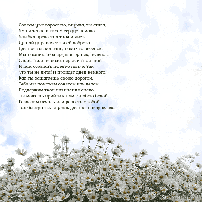 Открытка с ромашками