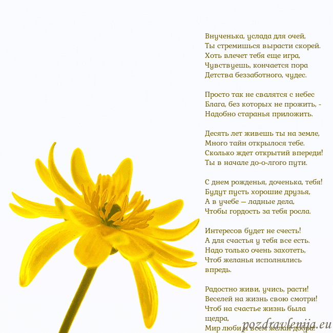 Открытка с желтым цветком Внученька, услада для очей,
Ты стремишься вырасти Открытка с желтым цветком