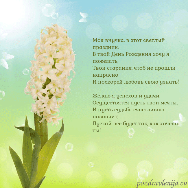 Открытка с гиацинтом