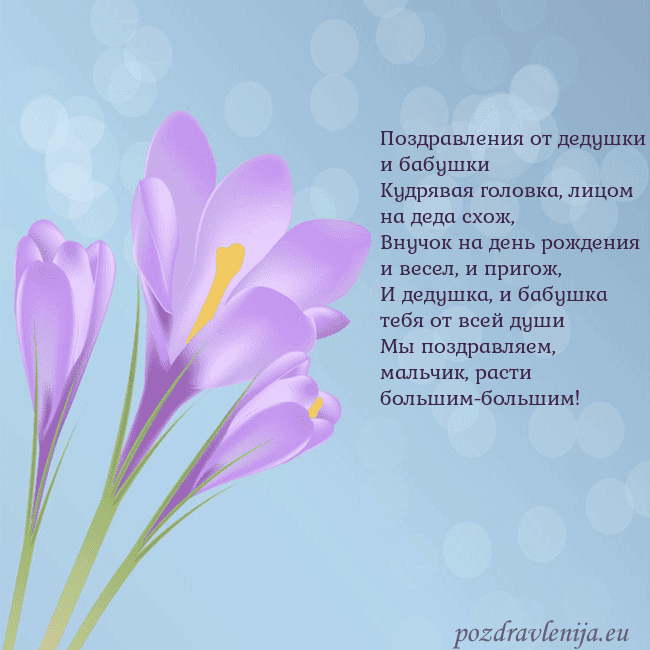 Открытка с крокусом