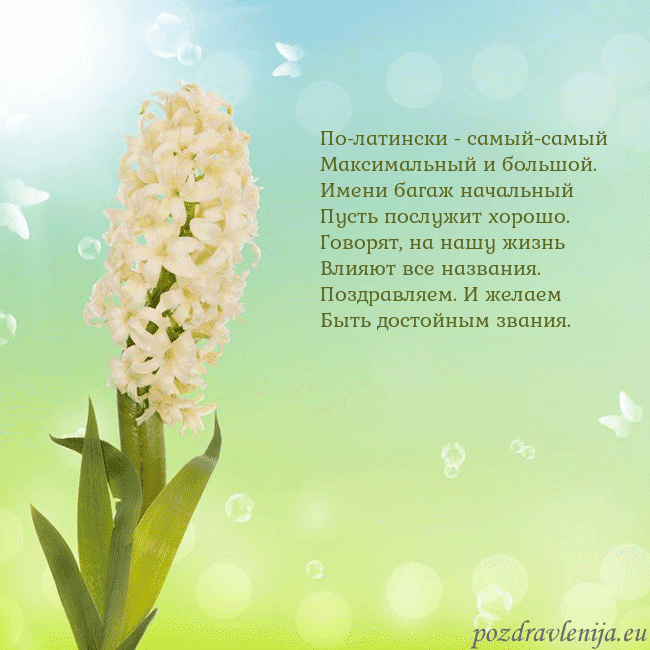 Открытка с гиацинтом