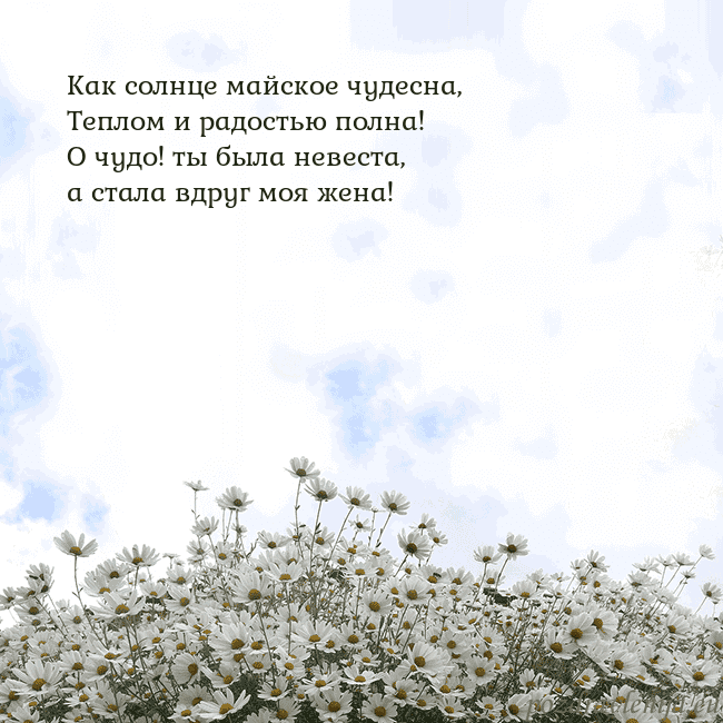 Открытка с ромашками