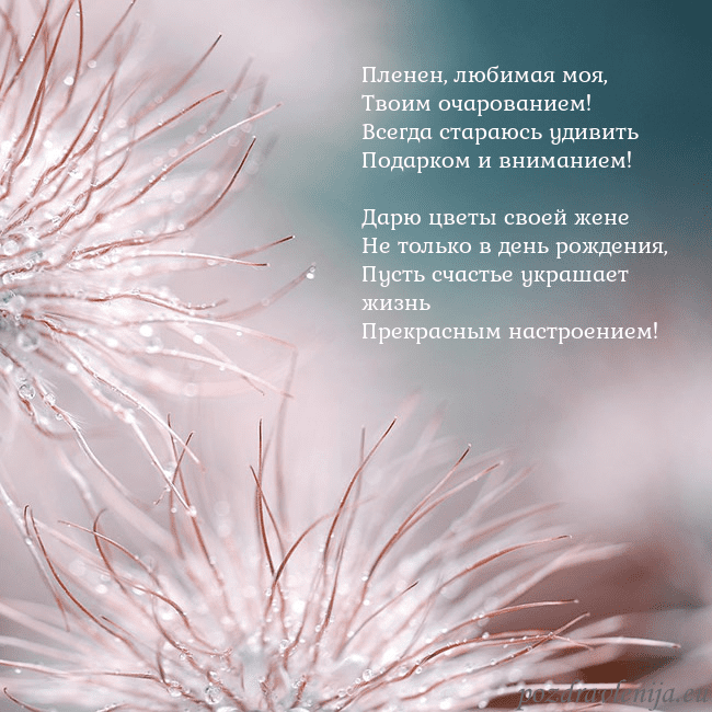 Открытка с пушистыми растениями