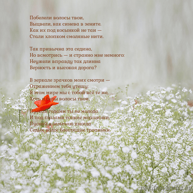 Электронная открытка с белыми цветами