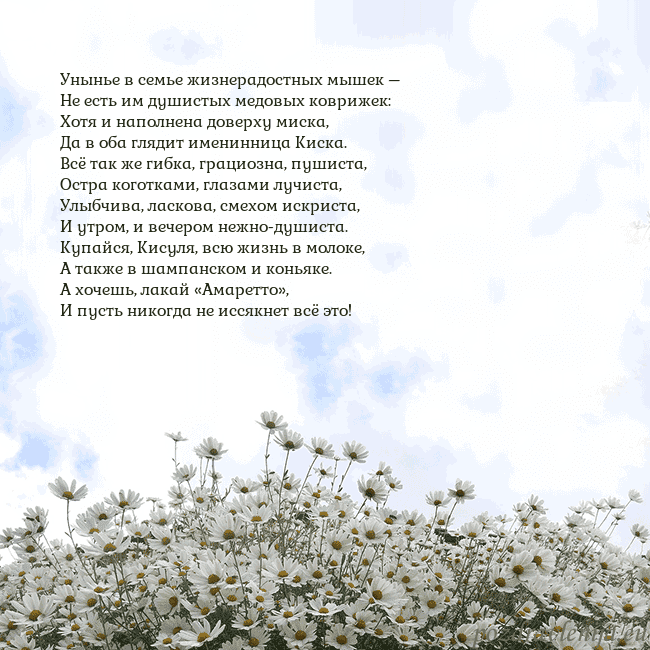 Открытка с ромашками