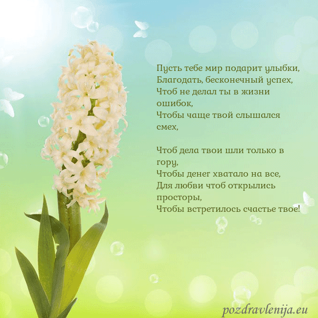 Открытка с гиацинтом