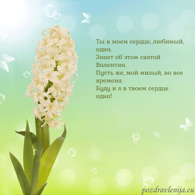 Открытка с гиацинтом Ты в моем сердце, любимый, один.
Знает об этом свя Открытка с гиацинтом