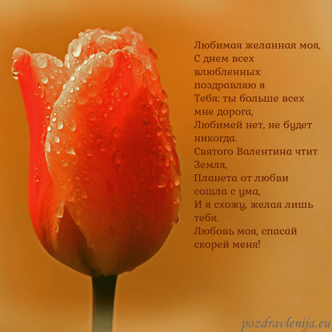 Открытка с красным тюльпаном Любимая желанная моя,
С днем всех влюбленных поздр Открытка с красным тюльпаном