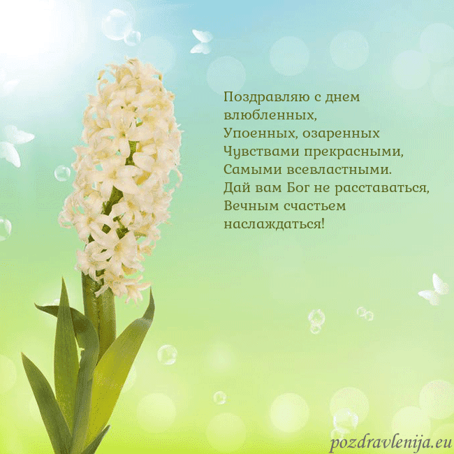 Открытка с гиацинтом Поздравляю с днем влюбленных,
Упоенных, озаренных
Открытка с гиацинтом