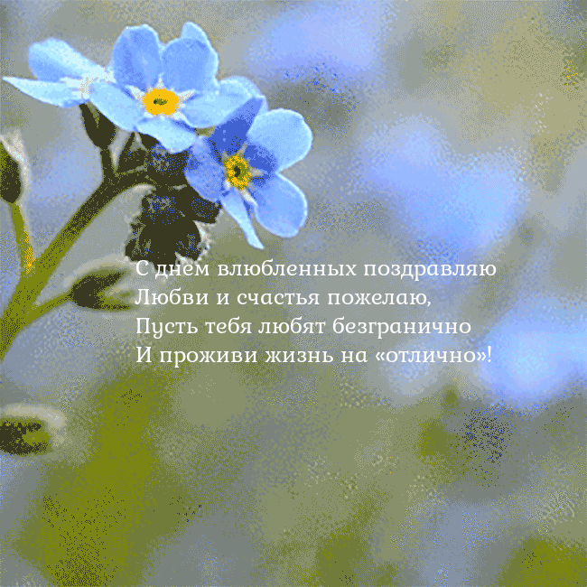 Электронная анимированная открытка с незабудками С днем влюбленных поздравляю
Любви и счастья пожел Электронная анимированная открытка с незабудками