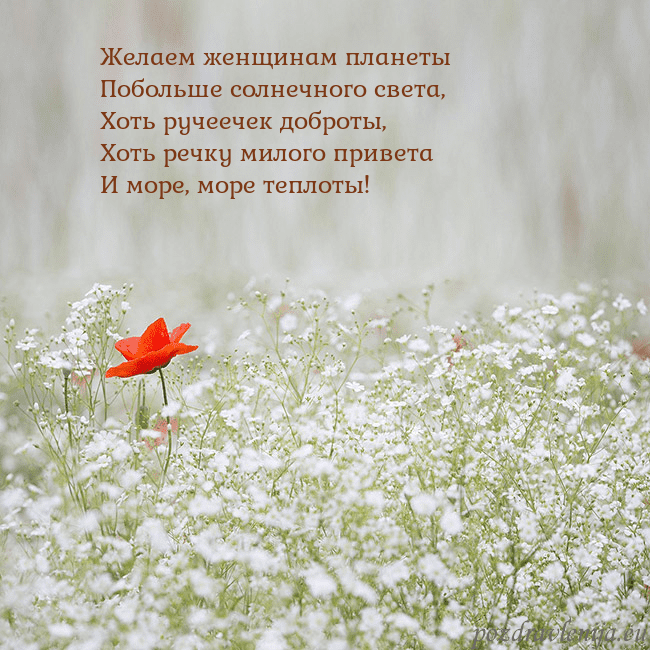 Электронная открытка с белыми цветами Желаем женщинам планеты
Побольше солнечного света, Электронная открытка с белыми цветами