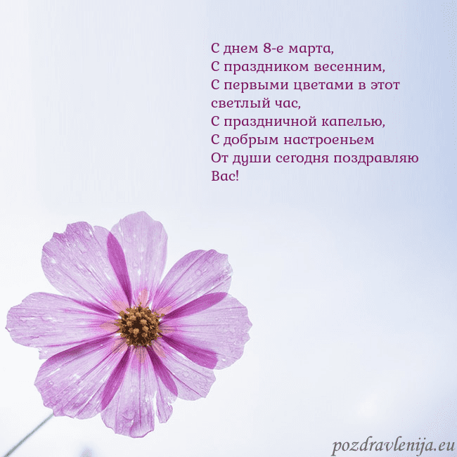 Электронная открытка с фиолетовым цветком С днем 8-е марта,
С праздником весенним,
С первыми Электронная открытка с фиолетовым цветком