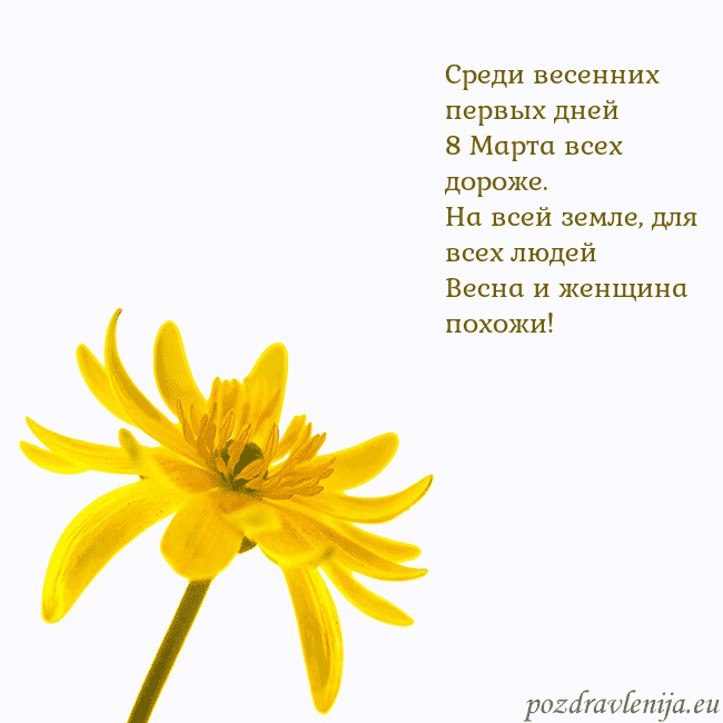 Открытка с желтым цветком Среди весенних первых дней
8 Марта всех дороже.
На Открытка с желтым цветком