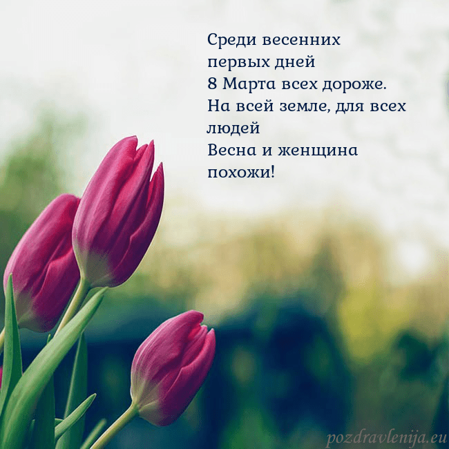 Открытка с тремя красными тюльпанами Среди весенних первых дней
8 Марта всех дороже.
На Открытка с тремя красными тюльпанами