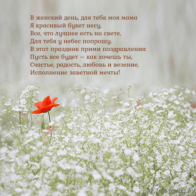 Электронная открытка с белыми цветами