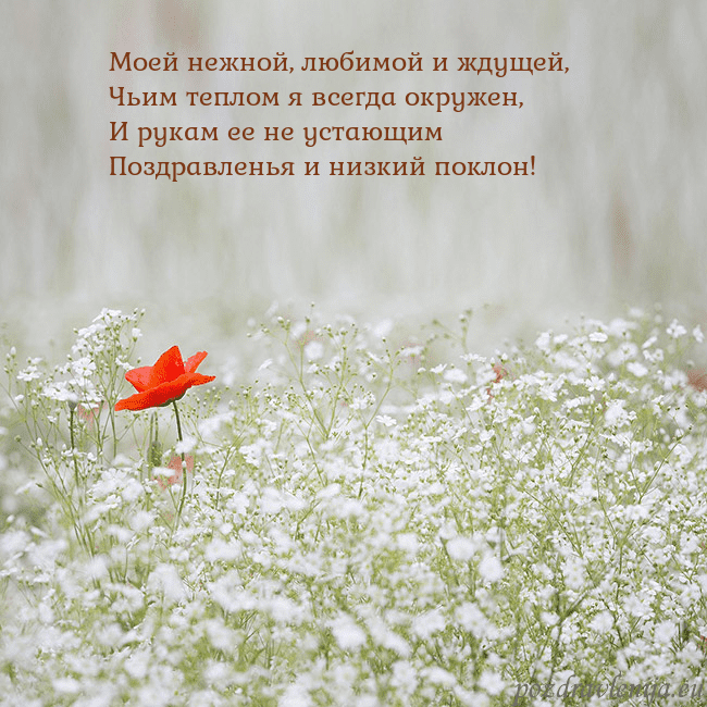 Электронная открытка с белыми цветами Моей нежной, любимой и ждущей,
Чьим теплом я всегд Электронная открытка с белыми цветами