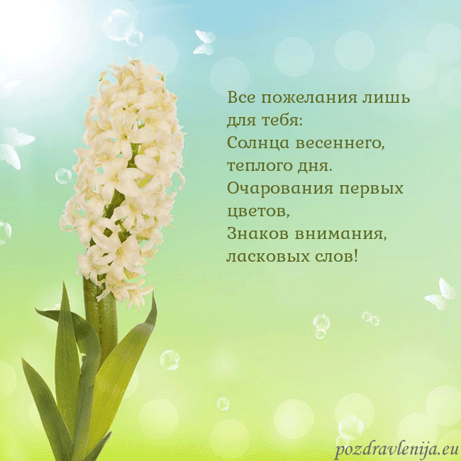 Открытка с гиацинтом Все пожелания лишь для тебя:
Солнца весеннего, теп Открытка с гиацинтом