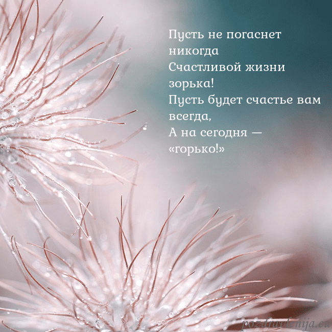 Открытка с пушистыми растениями Пусть не погаснет никогда
Счастливой жизни зорька! Открытка с пушистыми растениями