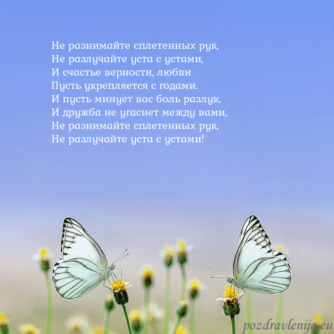 Свадебная открытка с двумя бабочками Не разнимайте сплетенных рук,
Не разлучайте уста с Свадебная открытка с двумя бабочками