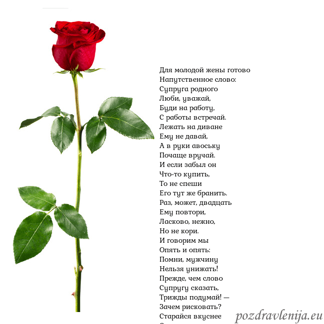 Открытка с красной розой Для молодой жены готово
Напутственное слово:
Супру Открытка с красной розой