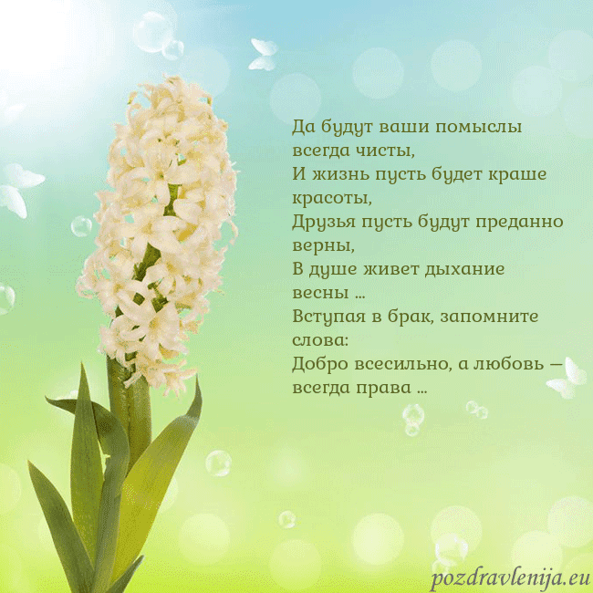 Открытка с гиацинтом Да будут ваши помыслы всегда чисты,
И жизнь пусть Открытка с гиацинтом