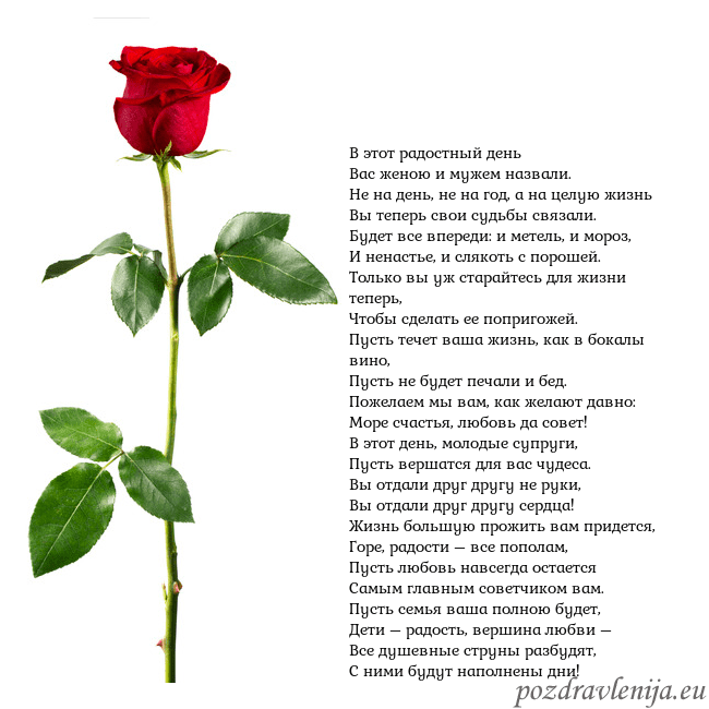 Открытка с красной розой В этот радостный день
Вас женою и мужем назвали.
Н Открытка с красной розой