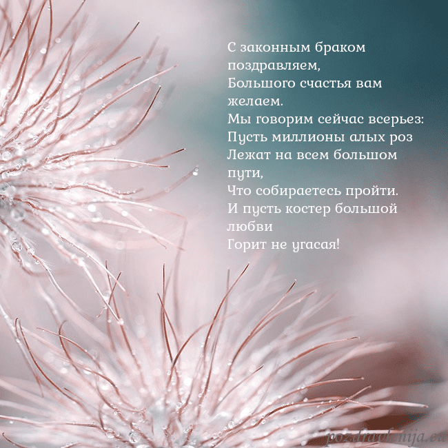 Открытка с пушистыми растениями С законным браком поздравляем,
Большого счастья ва Открытка с пушистыми растениями