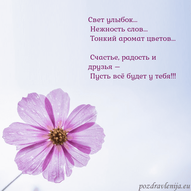 Электронная открытка с фиолетовым цветком