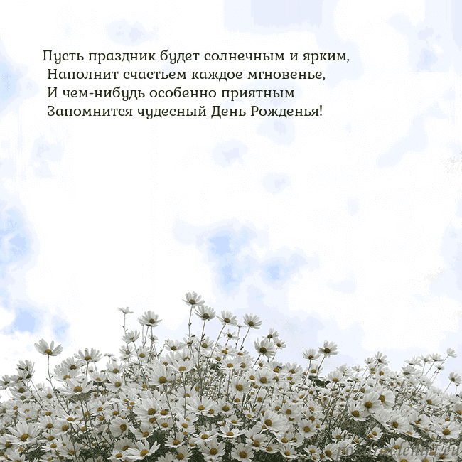 Открытка с ромашками