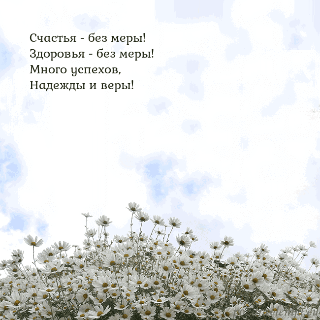 Открытка с ромашками