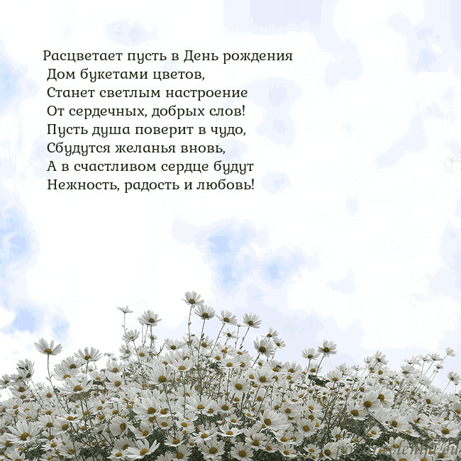 Открытка с ромашками