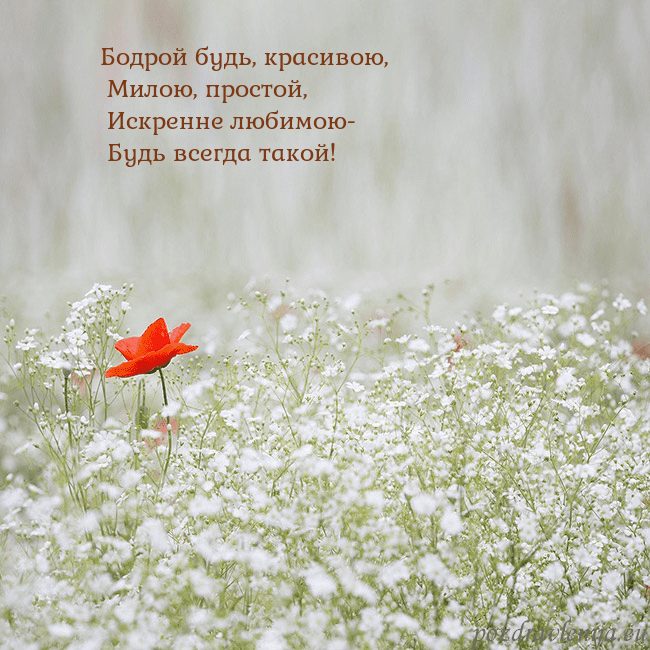 Электронная открытка с белыми цветами