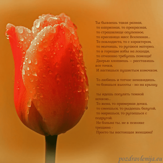 Открытка с красным тюльпаном Ты бываешь такая разная,
то капризная, то прекра Открытка с красным тюльпаном