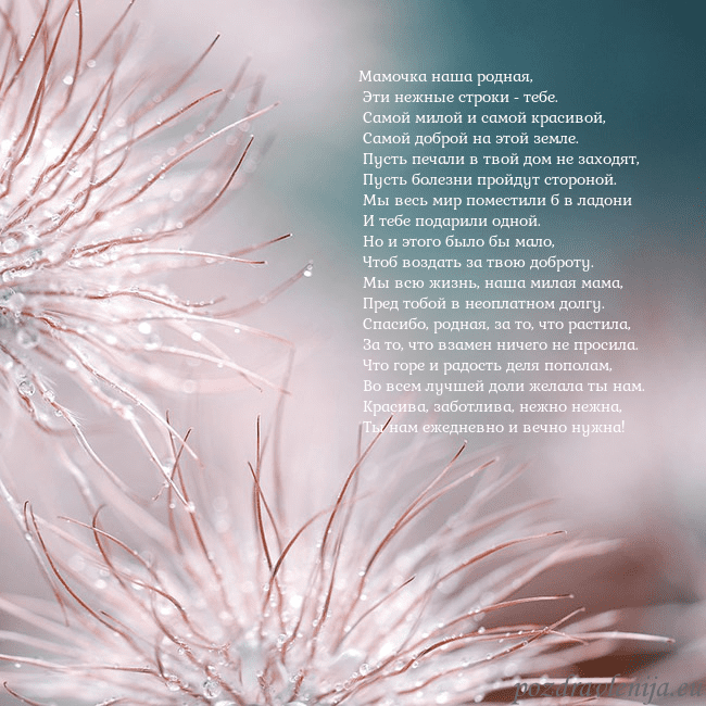 Открытка с пушистыми растениями Мамочка наша родная,
Эти нежные строки - тебе.
Открытка с пушистыми растениями