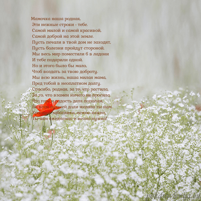 Электронная открытка с белыми цветами Мамочка наша родная,
Эти нежные строки - тебе.
Электронная открытка с белыми цветами
